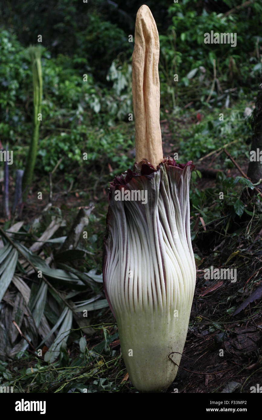 Sumatra, Indonésie. Sep 29, 2015. Une fleur de l'arum titan (Amorphophallus titanum), connu comme le 'corps' fleur en fleur, au pied du Mont Sinabung dans Kerangen Penggurun la forêt, Gunung Merlawan, village au nord de Sumatra, en Indonésie le 29 septembre 2015. La plante rare, originaire des forêts tropicales ombrophiles de Sumatra, bloom inattendues sur l'annexe et bien connu de l'odeur de viande pourrie. Crédit : Ivan Damanik/Alamy Live News Banque D'Images