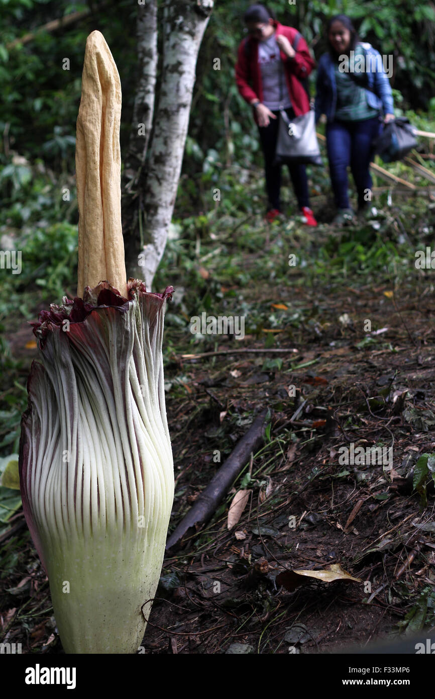 Sumatra, Indonésie. Sep 29, 2015. Les résidents à pied près d'une fleur de l'arum titan (Amorphophallus titanum), connu comme le 'corps' fleur en fleur, au pied du Mont Sinabung dans Kerangen Penggurun la forêt, Gunung Merlawan, village au nord de Sumatra, en Indonésie le 29 septembre 2015. La plante rare, originaire des forêts tropicales ombrophiles de Sumatra, bloom inattendues sur l'annexe et bien connu de l'odeur de viande pourrie. Fleurs arum Titan tous les trois ans et l'odeur de la carcasse quand elle se produit. Crédit : Ivan Damanik/Alamy Live News Banque D'Images