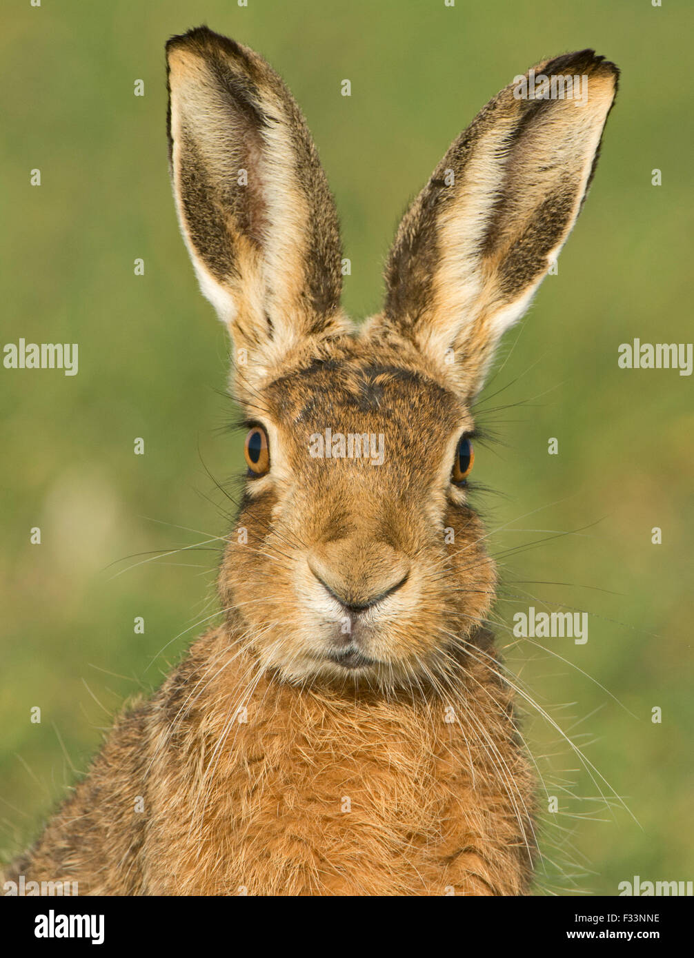 Portrait de lièvre brun Lepus europaeus, à Norfolk UK Mars Banque D'Images