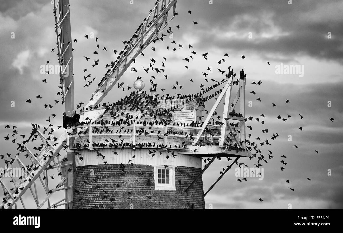 Étourneau sansonnet Sturnus vulgarus arrivant à se percher sur le CLAJ Claj Moulin Octobre Norfolk Banque D'Images
