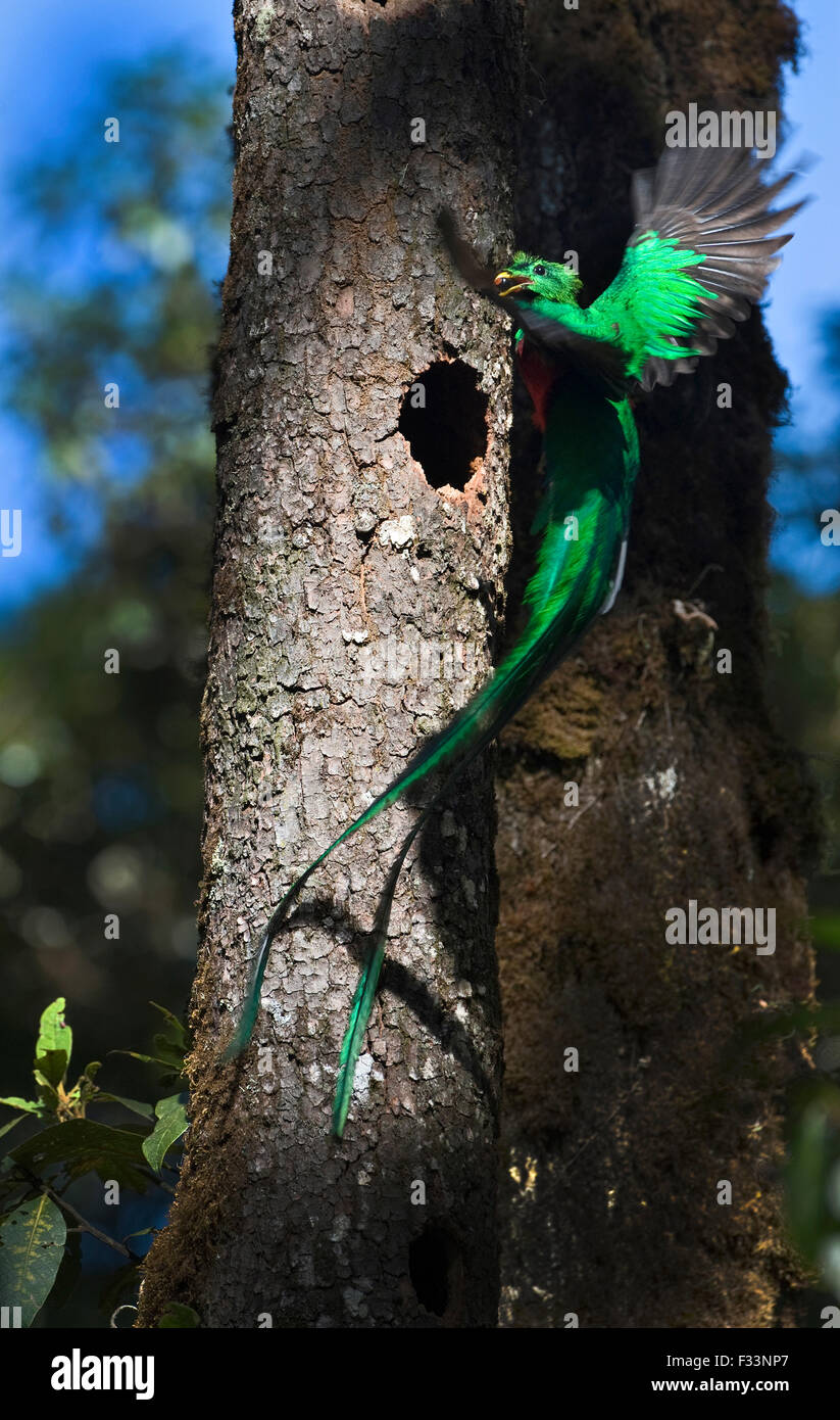 Quetzal resplendissant Pharomachrus mocinno réunissant des hommes d'avocat sauvage pour nourrir les jeunes au nid Central Highlands Costa Rica Banque D'Images