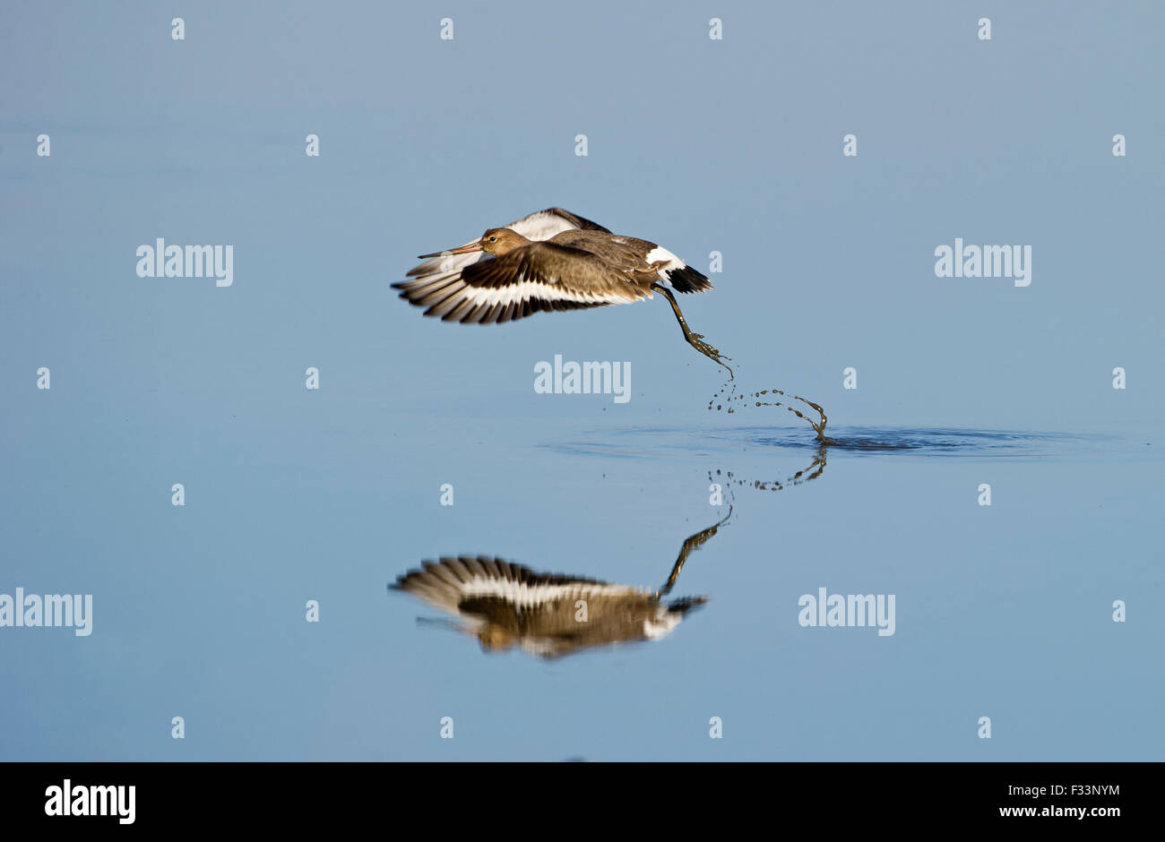 Barge à queue noire Limosa limosa décollant de marée Mars Norfolk Banque D'Images