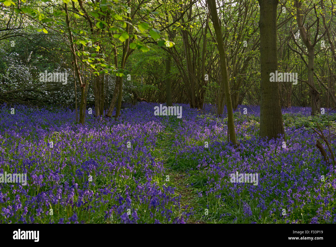 Bluebells à Hambleton Woods Rutland Water spring 2011 Banque D'Images