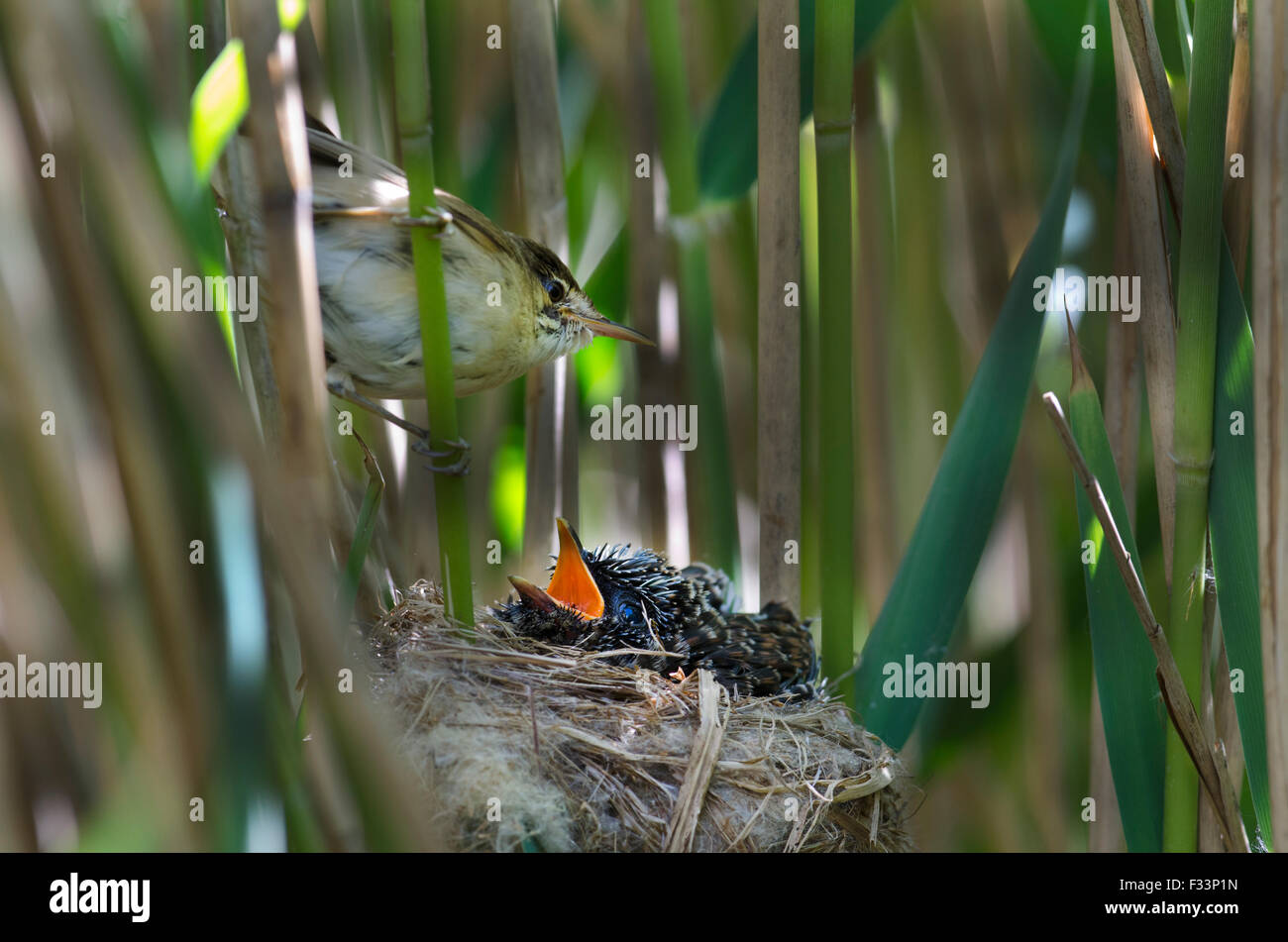 Cuckoo Cuculus canorus 12 jour poussin dans Reed Warbler nest East Anglian Fagnes peut Banque D'Images