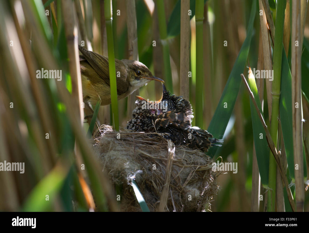 Cuckoo Cuculus canorus 12 jour poussin dans Reed Warbler nest East Anglian Fagnes peut Banque D'Images