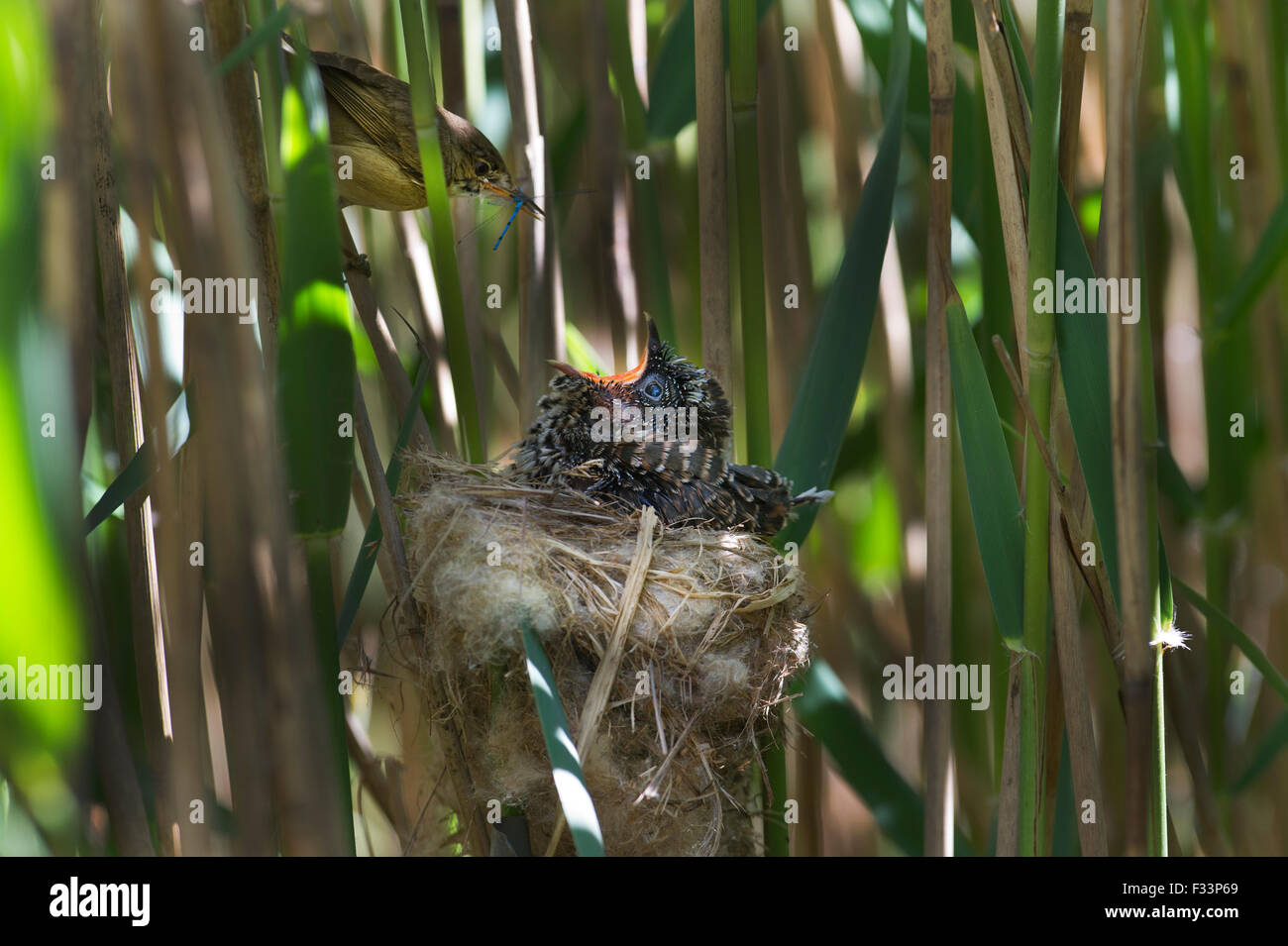 Cuckoo Cuculus canorus 12 jour poussin dans Reed Warbler nest East Anglian Fagnes peut Banque D'Images