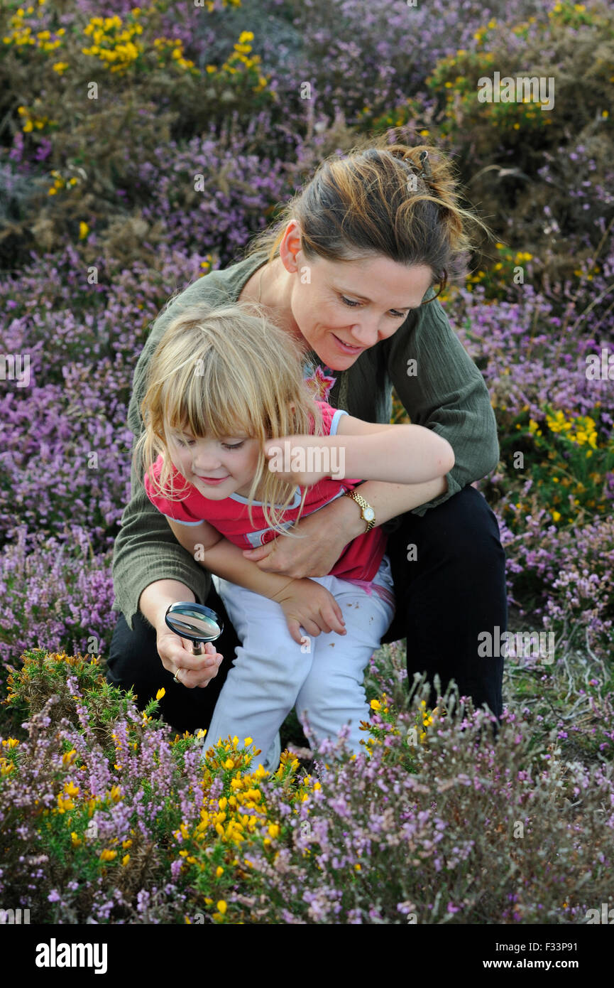 Mère et fille à la recherche d'insectes entre heather sur Suffolk Sandlings heath en été Banque D'Images
