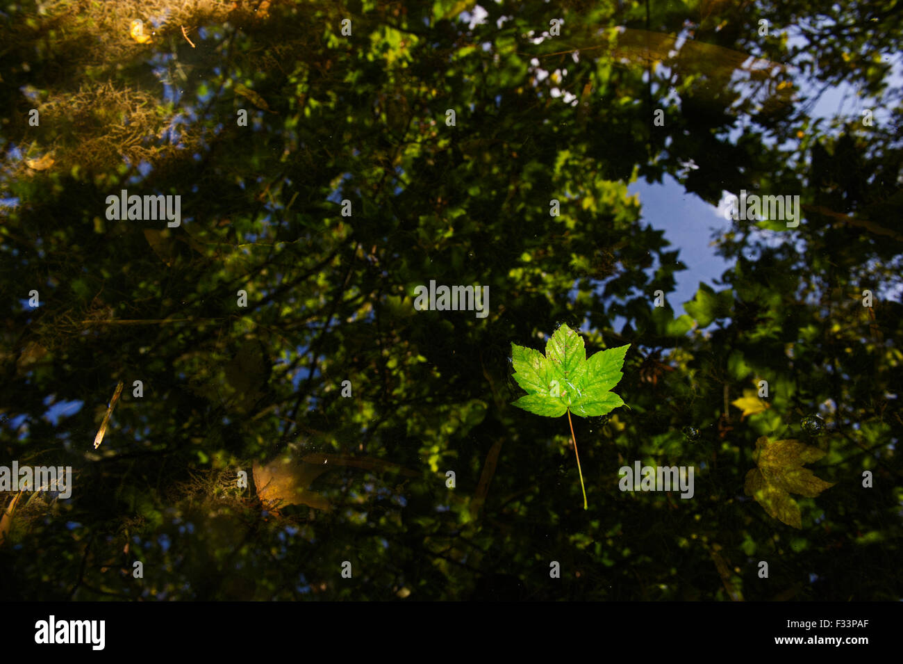 Sycamore feuilles flottant dans Filby vaste Trinity Broads Norfolk Broads automne Banque D'Images