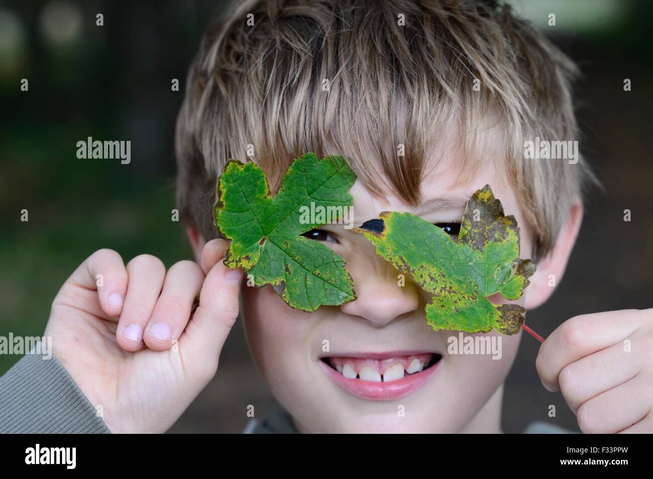 Jeune garçon voyeur à travers feuilles feuilles de sycomore tombé dans les bois en automne Norfolk UK Banque D'Images