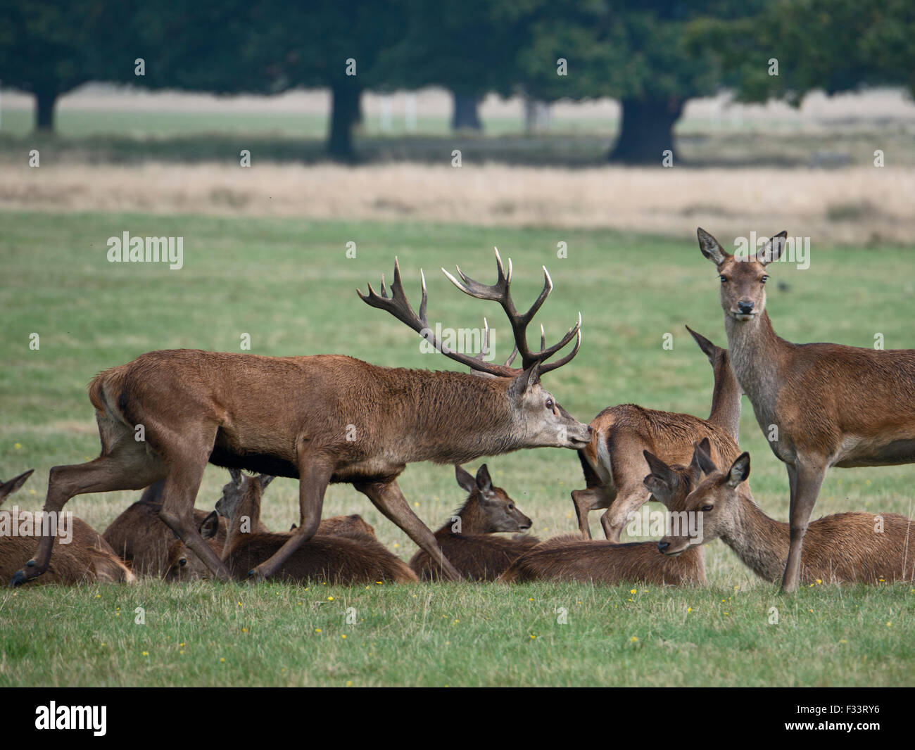 Red Deer (Cervus elaphus) Stag vérifier si femelle est réceptive à l'accouplement durant le rut, Richmond Park Londres Septembre Banque D'Images