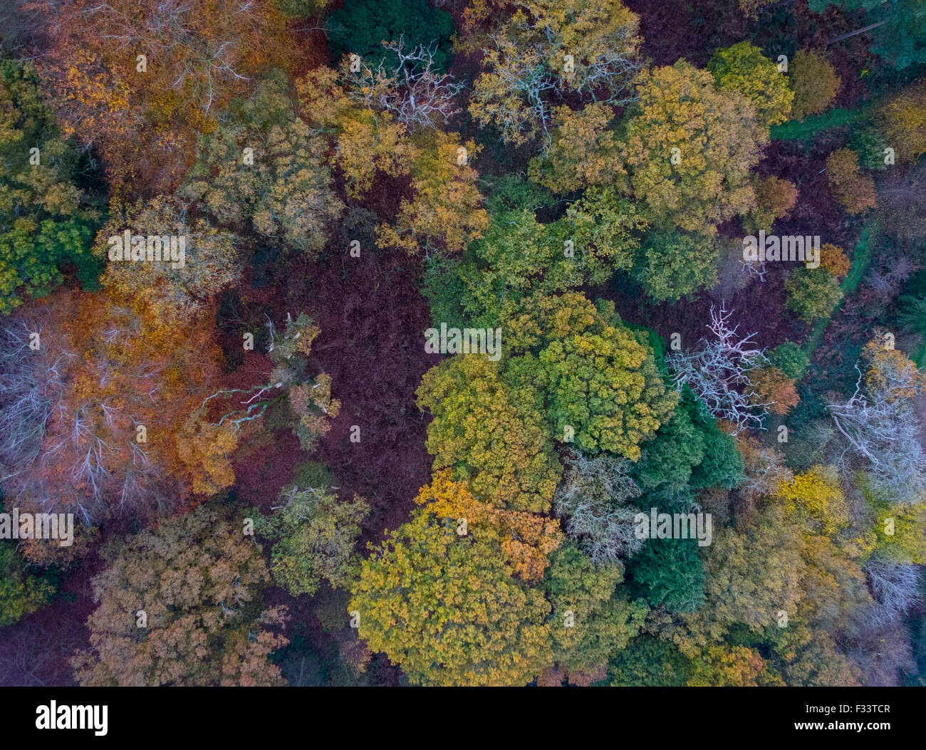 La couleur en automne, El Saladillo Bois Norfolk Wildlife Trust Réserver North Norfolk. Simo est un ancien bois avec quelques chênes tho Banque D'Images