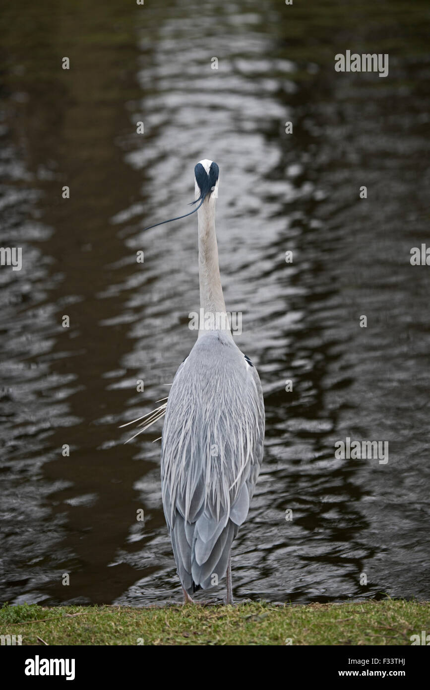 Héron cendré Ardea cinerea dans Regents Park Central London UK Banque D'Images