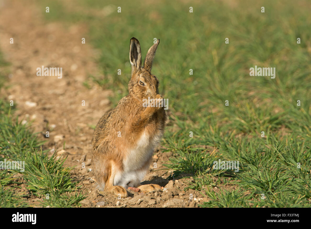 European Brown Hare, Lepus europaeus dans champ de blé d'hiver Mars UK Norfolk Banque D'Images