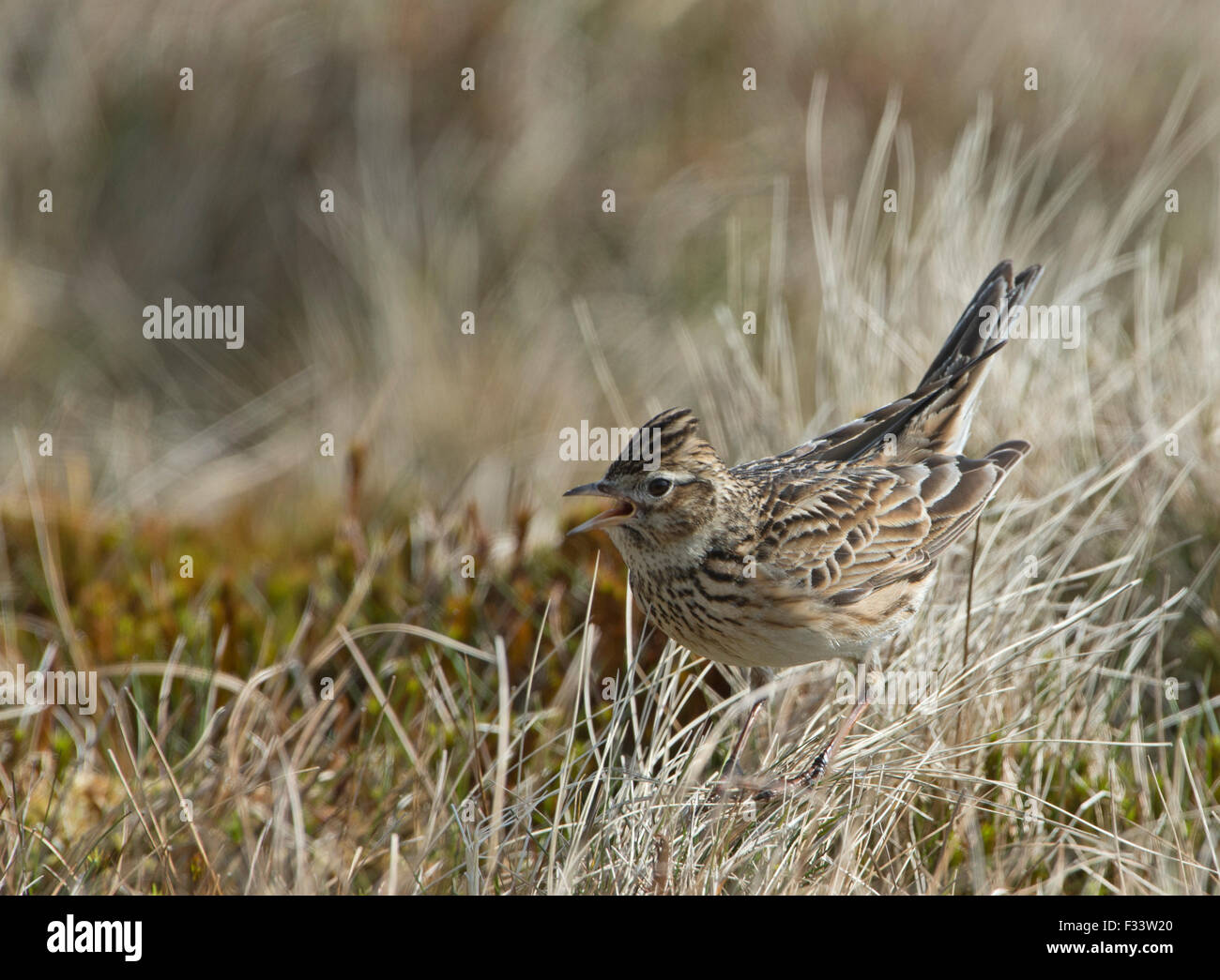 Alauda arvensis Skylark Avril Ecosse Shetland Banque D'Images