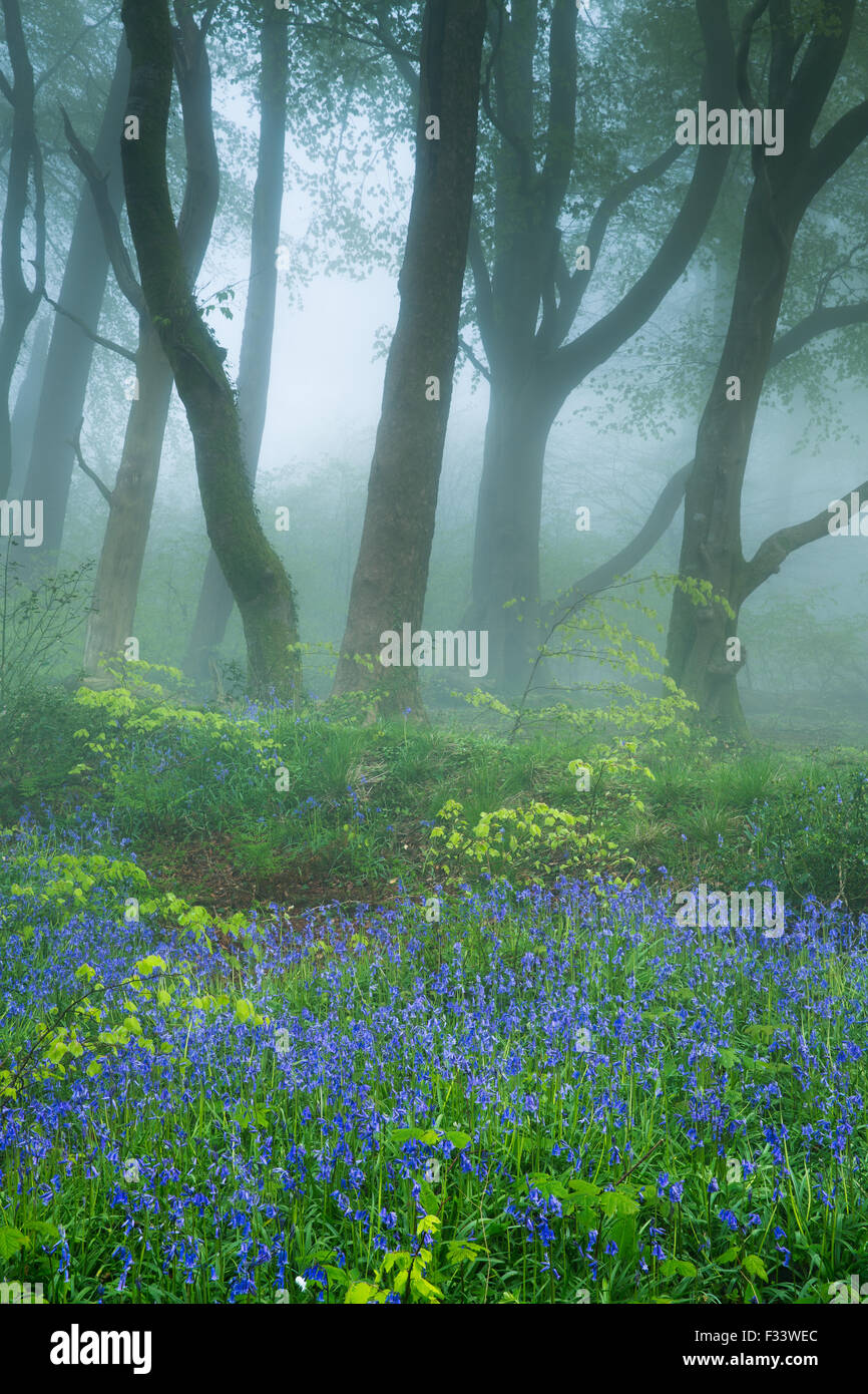 62 jacinthes des bois près de Minterne Magna à l'aube, Dorset, England, UK Banque D'Images