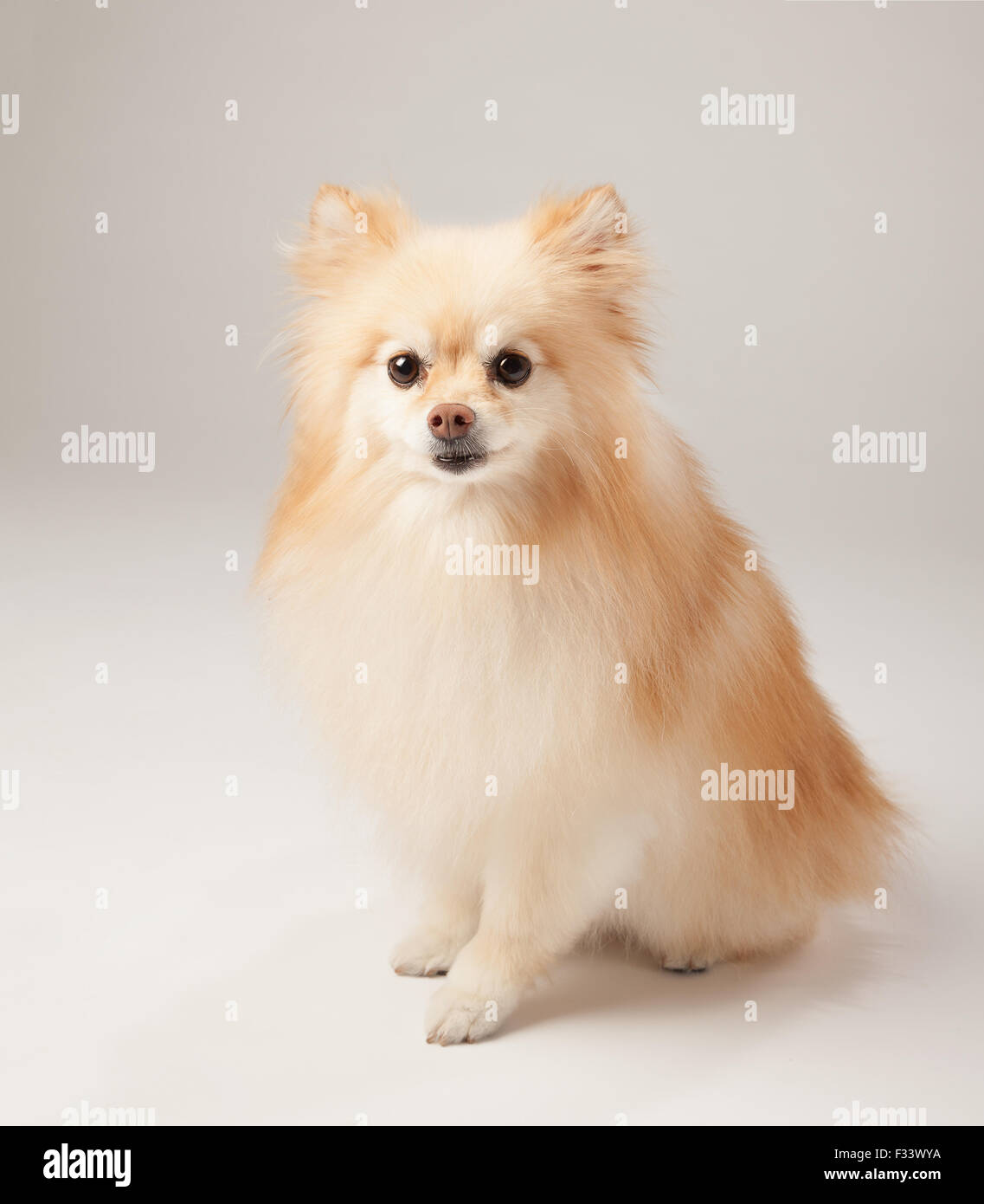 Chien Pomeranian - high key, non isolé Banque D'Images