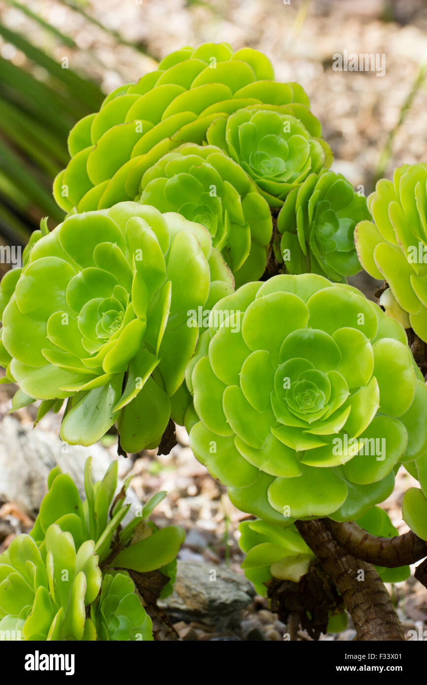 Rosettes de l'arbuste succulentes Aeonium arboreum Banque D'Images