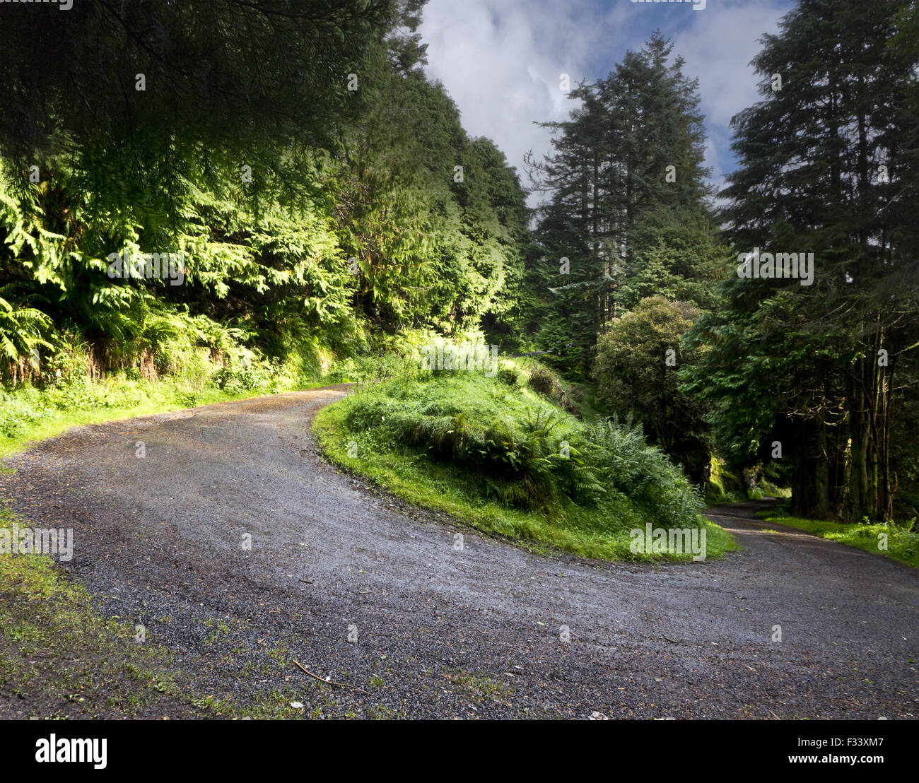 Plier l'épingle à cheveux épingle à cheveux de la route forestière du mont Pays Banque D'Images