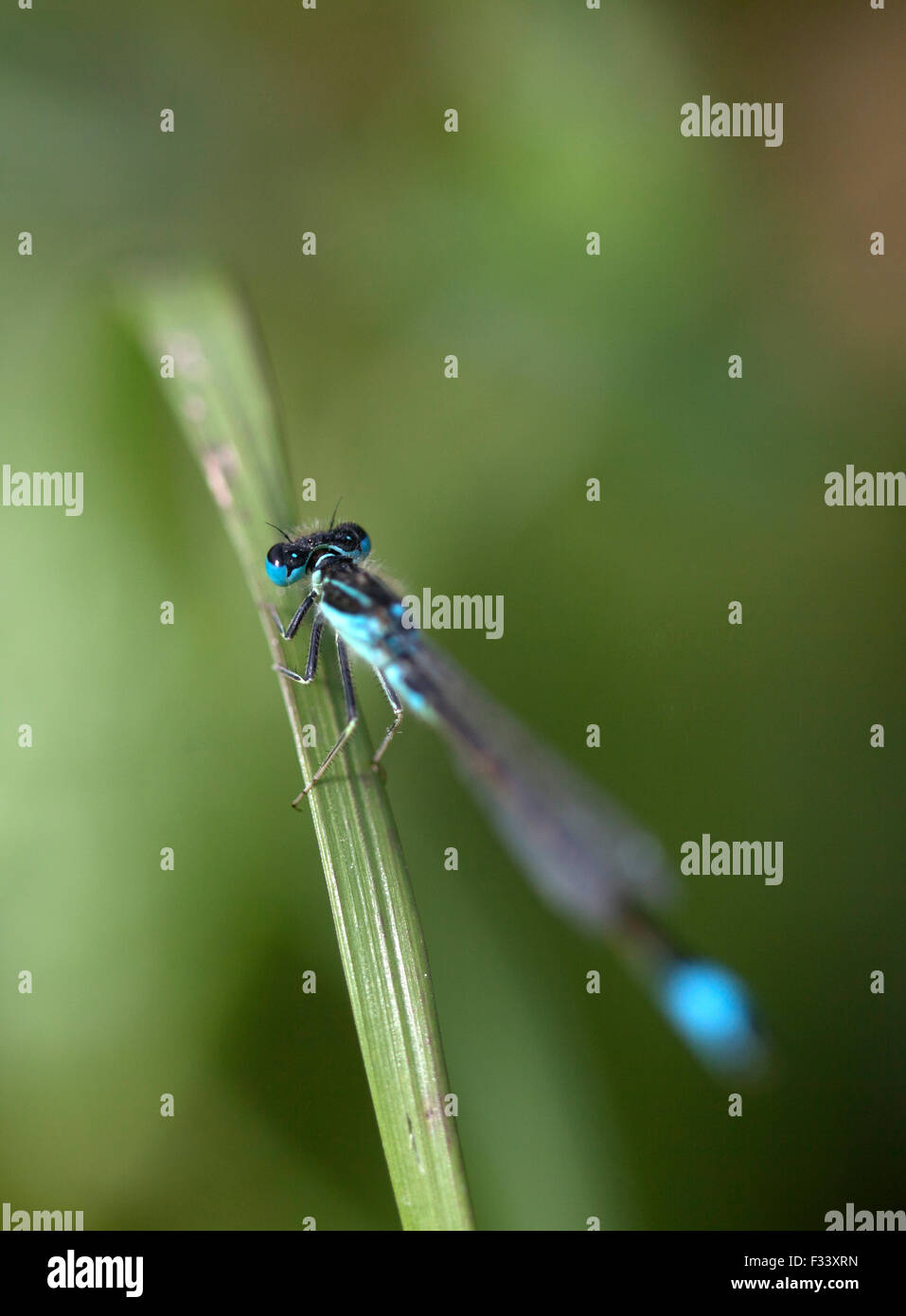 Un dragon bleu-fly est perché sur une plante en Prado del Rey, La Sierra de Cadiz, Andalousie, Espagne Banque D'Images