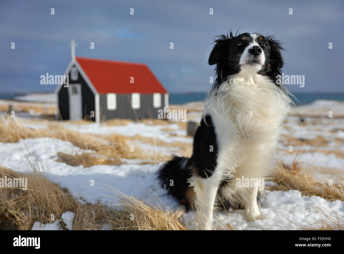 Un chien en face de l'église à Bjarnarhofn Snaefellsness, Iceland Banque D'Images