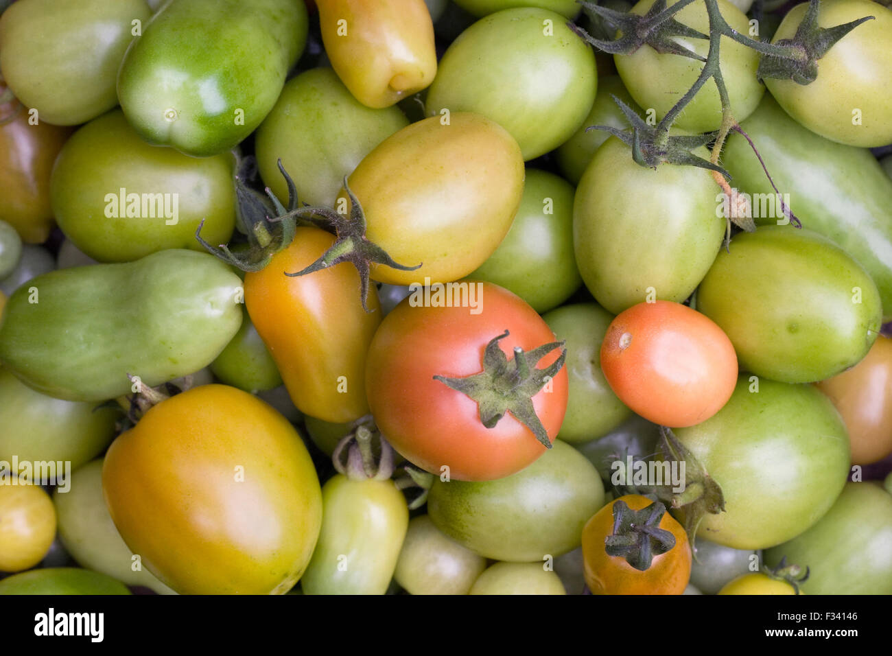 Lycopersicon esculentum. Les tomates vertes non mûres à la fin de l'été. Banque D'Images