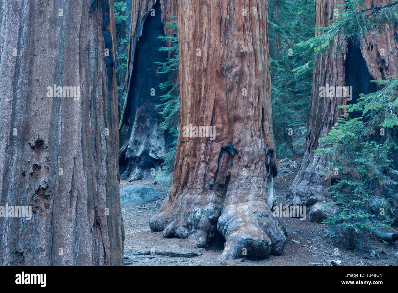Les arbres Séquoia géant à Sequoia National Park, Californie, USA Banque D'Images