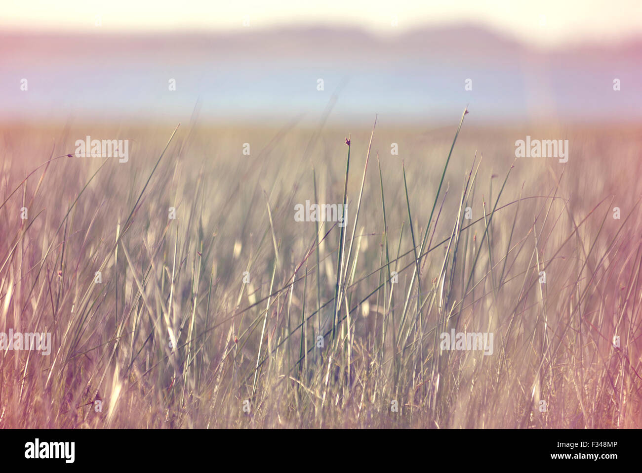 Vue paisible de grass meadow avec de l'eau et de ciel clair en arrière-plan, l'effet de flou et vintage hipster filtre. Banque D'Images