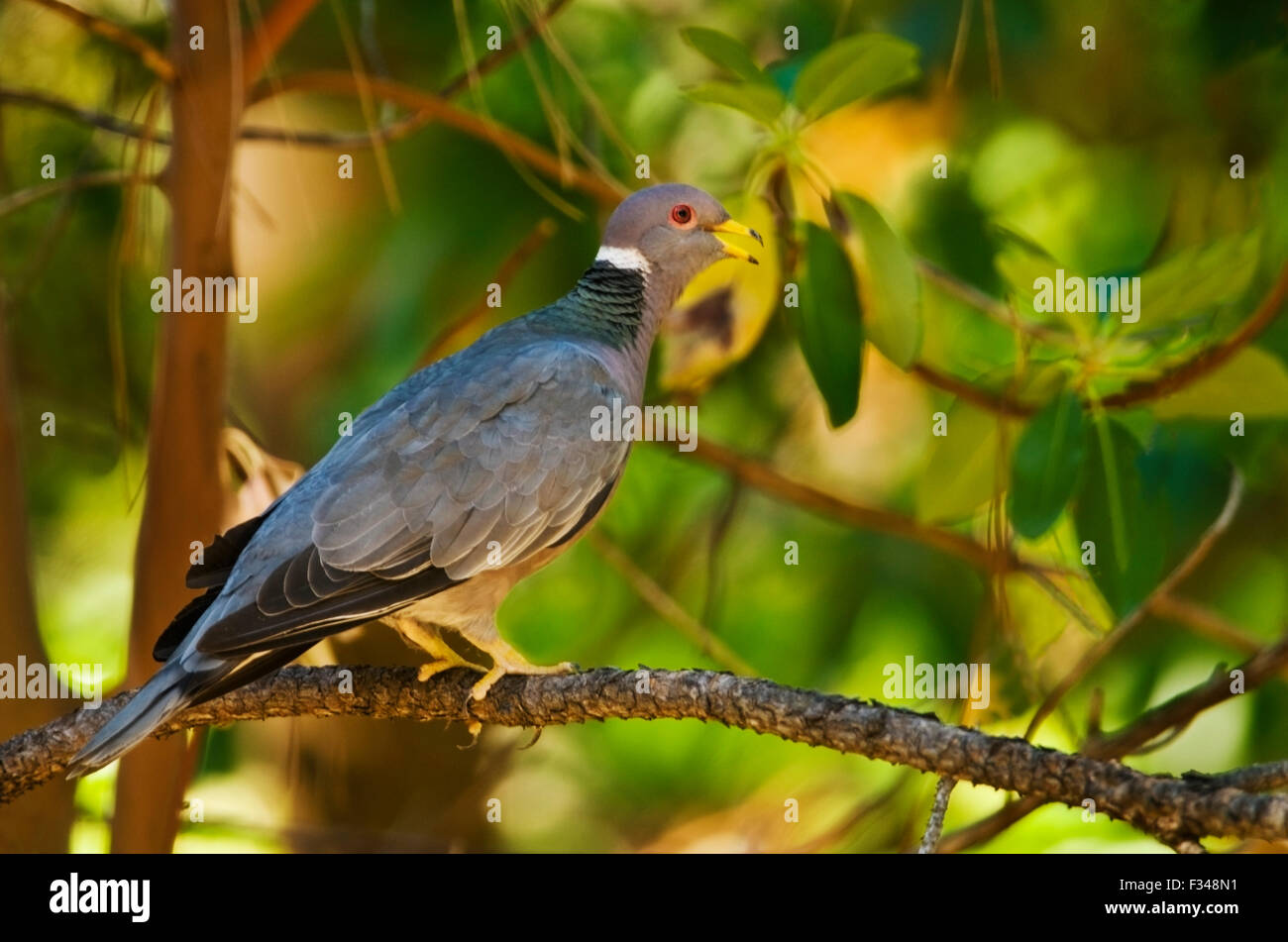Le Pigeon à queue barrée (Columba fasciata) est un résident de l'année Sierra Foothills of Northern California perché dans un Madro Banque D'Images