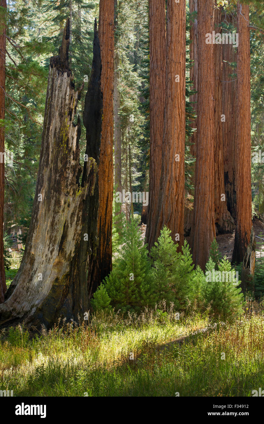 Les arbres Séquoia géant à Sequoia National Park, Californie, USA Banque D'Images