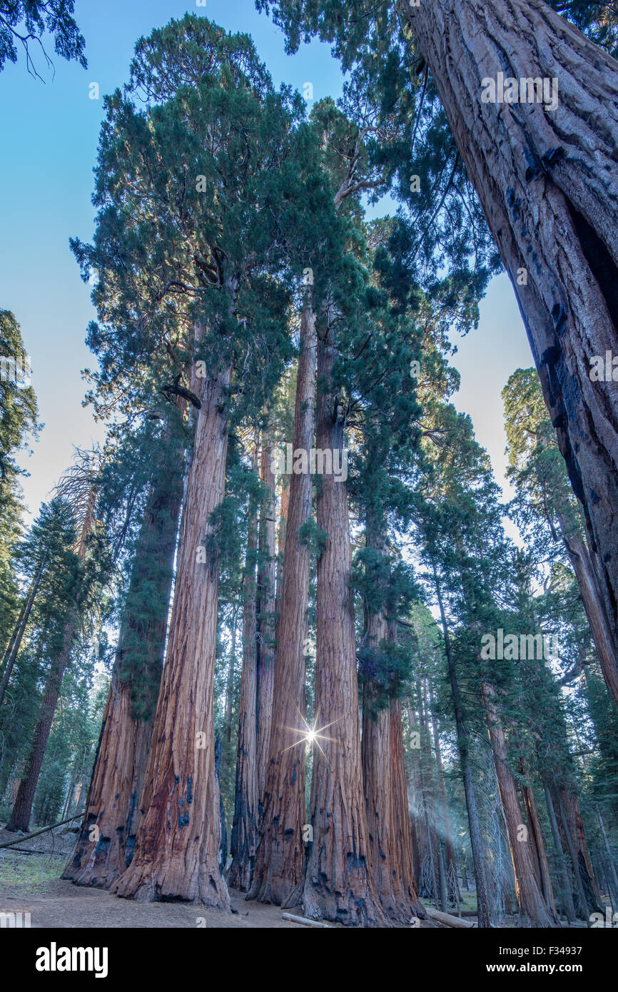 Le Groupe sénatorial d'arbres Séquoia géant sur la piste du Congrès à Sequoia National Park, Californie, USA Banque D'Images