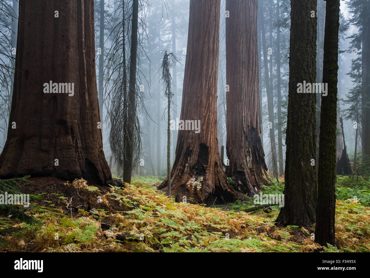 Mist parmi les arbres Séquoia géant sur le sentier de la colline de l'Ours, Sequoia National Park, California, USA Banque D'Images