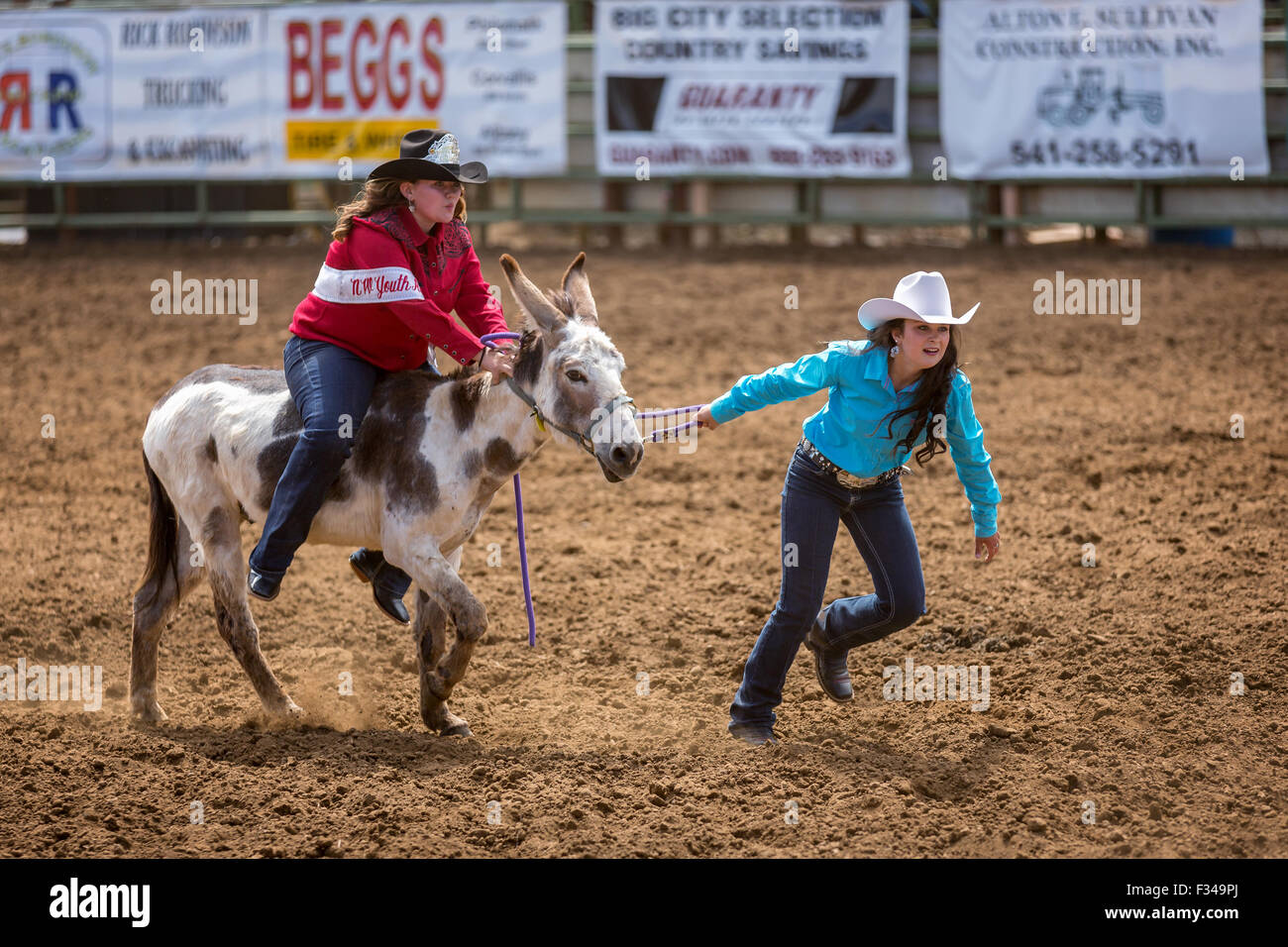 Jours mulet, âne, course du fourreau Philomath & Frolic Rodeo, Oregon, USA Banque D'Images