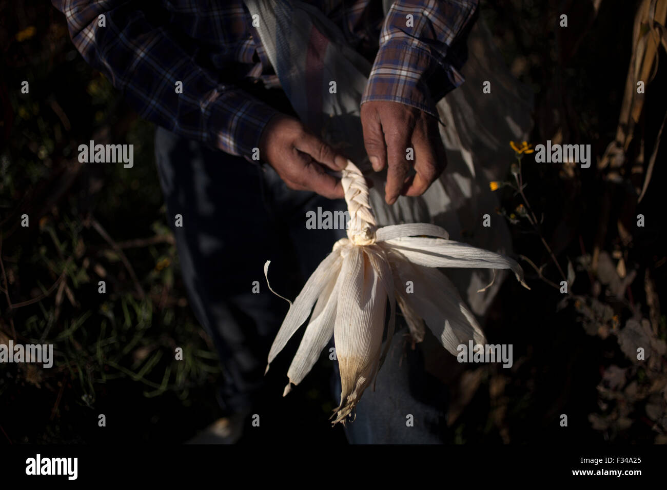 'Tomaicito' qui travaille pour protéger et sauver les variétés de maïs d'origine mexicaine travaille dans sa ferme de 'Tepetlixpa Seed Bank' Banque D'Images