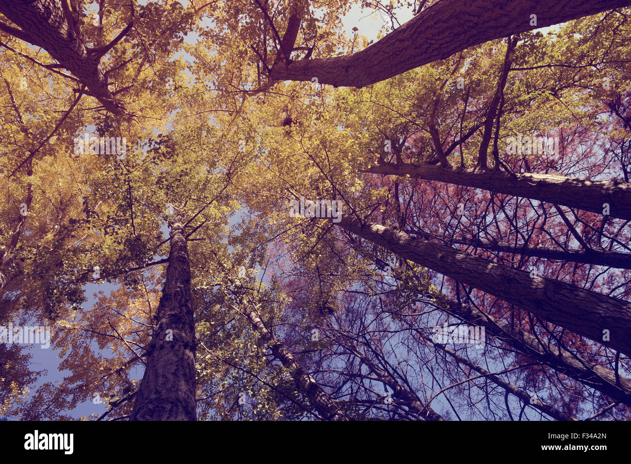 Vue de dessous d'arbres dans le parc et un filtre style vintage. Banque D'Images
