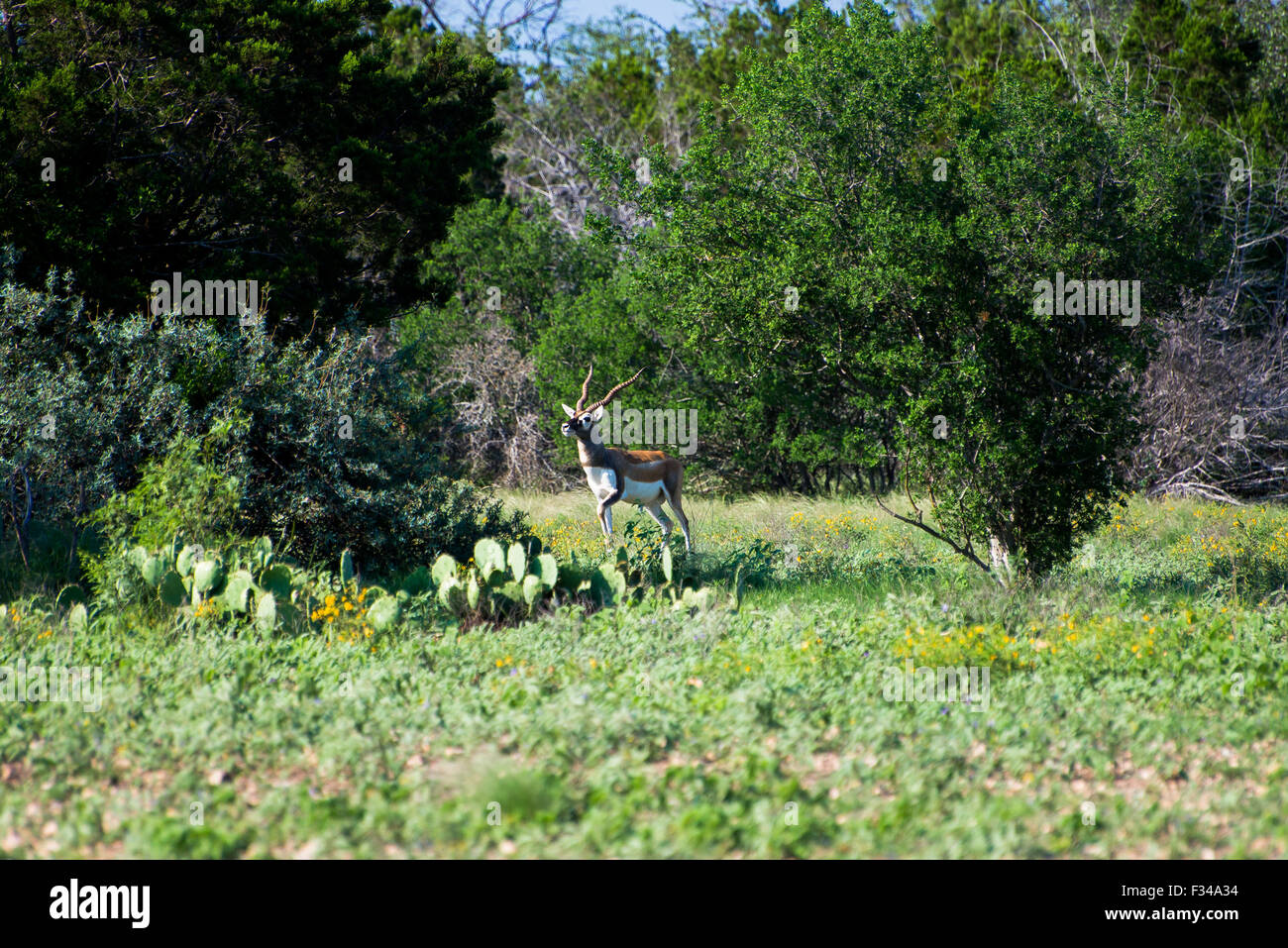 Blackbuck debout sur alerte sur le Pamandan Ranch Banque D'Images