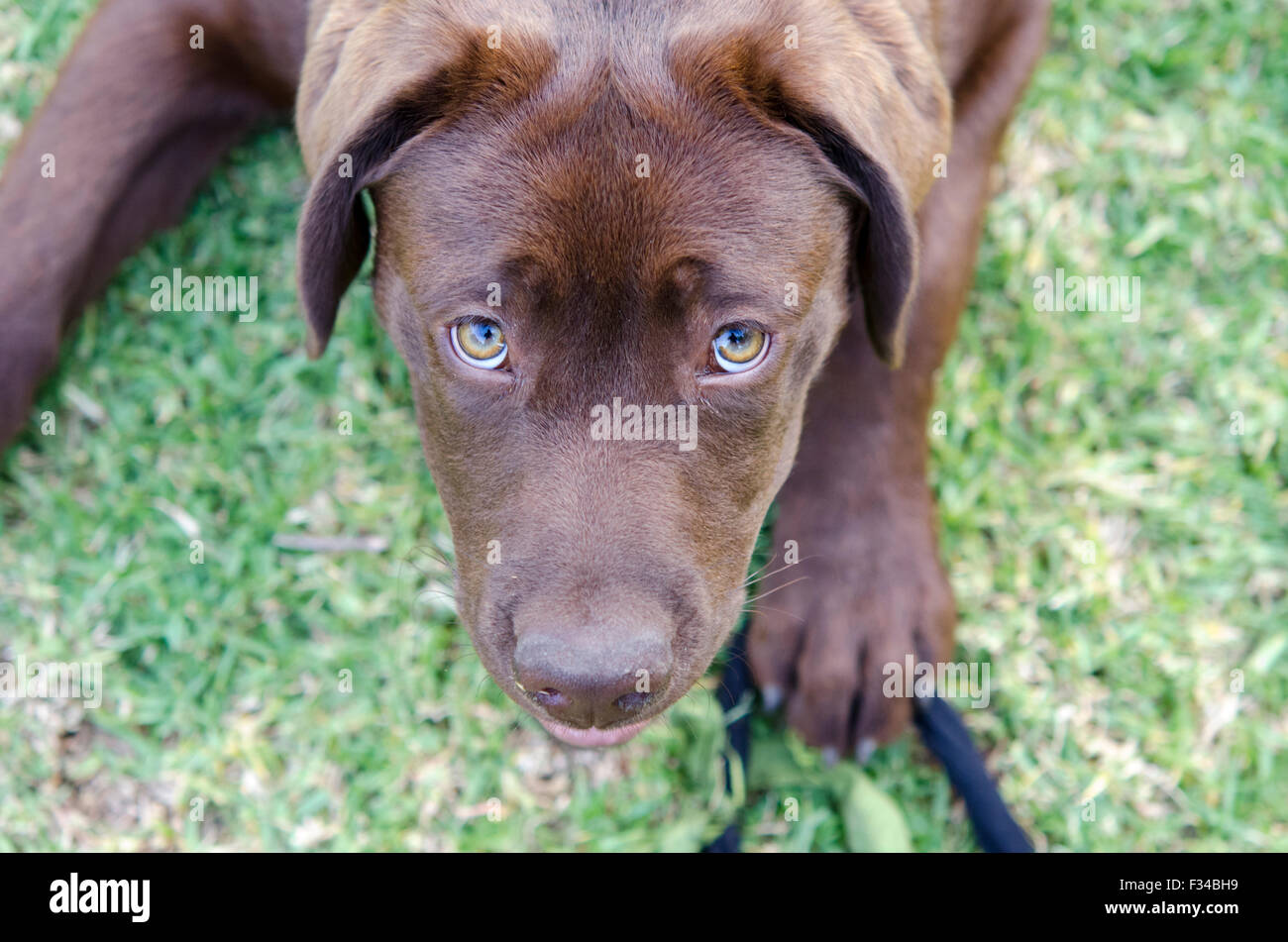 Un chiot Labrador Retriever chocolat espiègle Banque D'Images