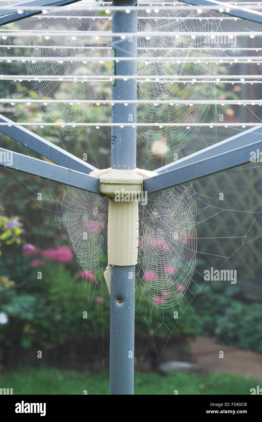 Mist couverts les araignées les toiles sur un lave-ligne dans un jardin anglais à l'automne Banque D'Images