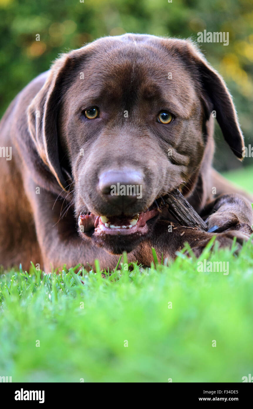 Un jeune Labrador Retriever chocolat chewing Banque D'Images