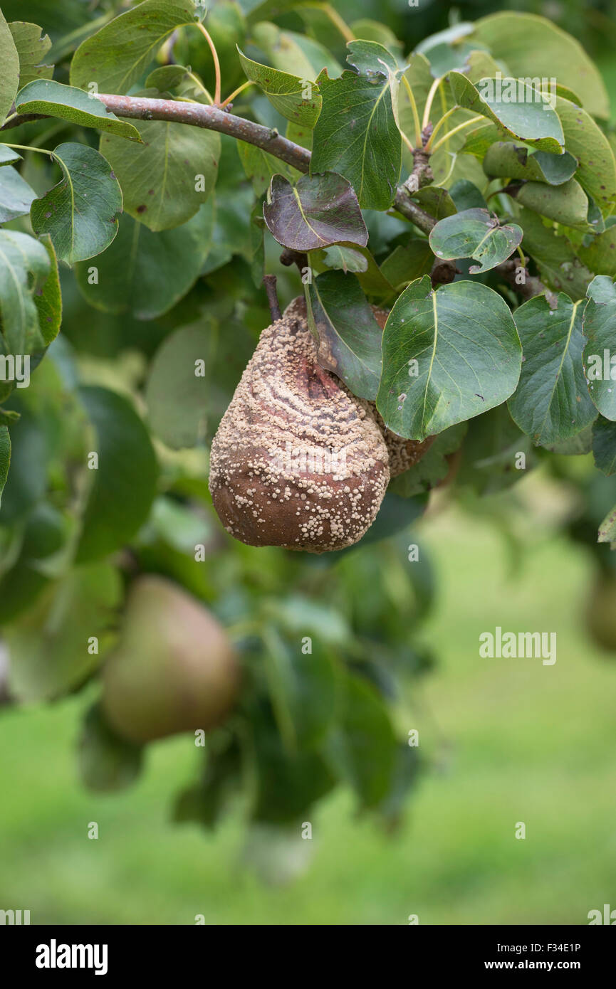 Pyrus et Monilinia laxa / Monilinia fructigena. Poire à la pourriture brune Banque D'Images