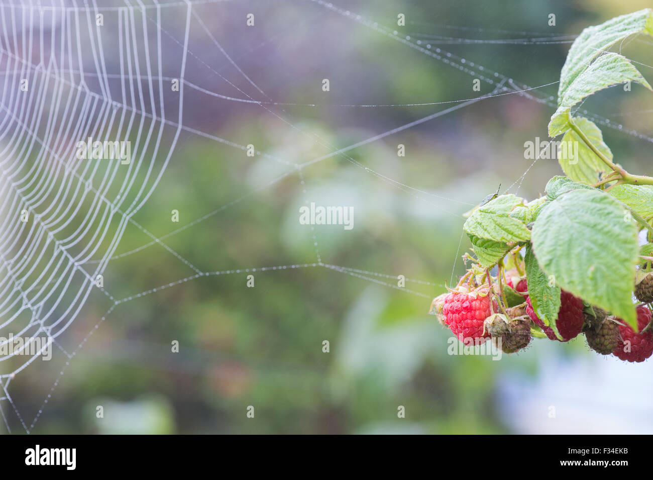 Framboises sur la brousse et un brouillard couverts araignées web dans un jardin anglais à l'automne Banque D'Images
