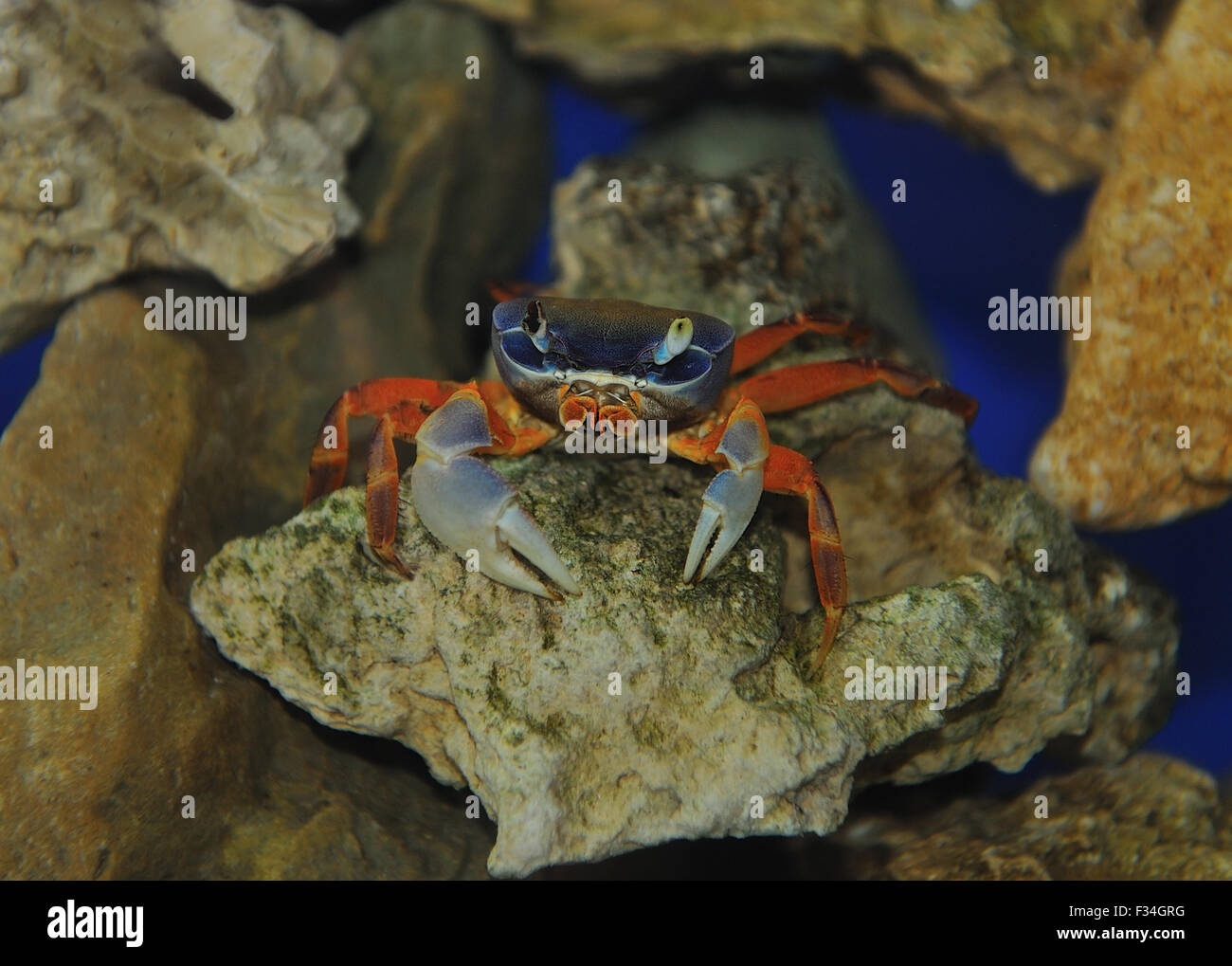 Crabe aquarium d'eau douce .Les habitants de l'aquarium. Monde de l'eau. Banque D'Images
