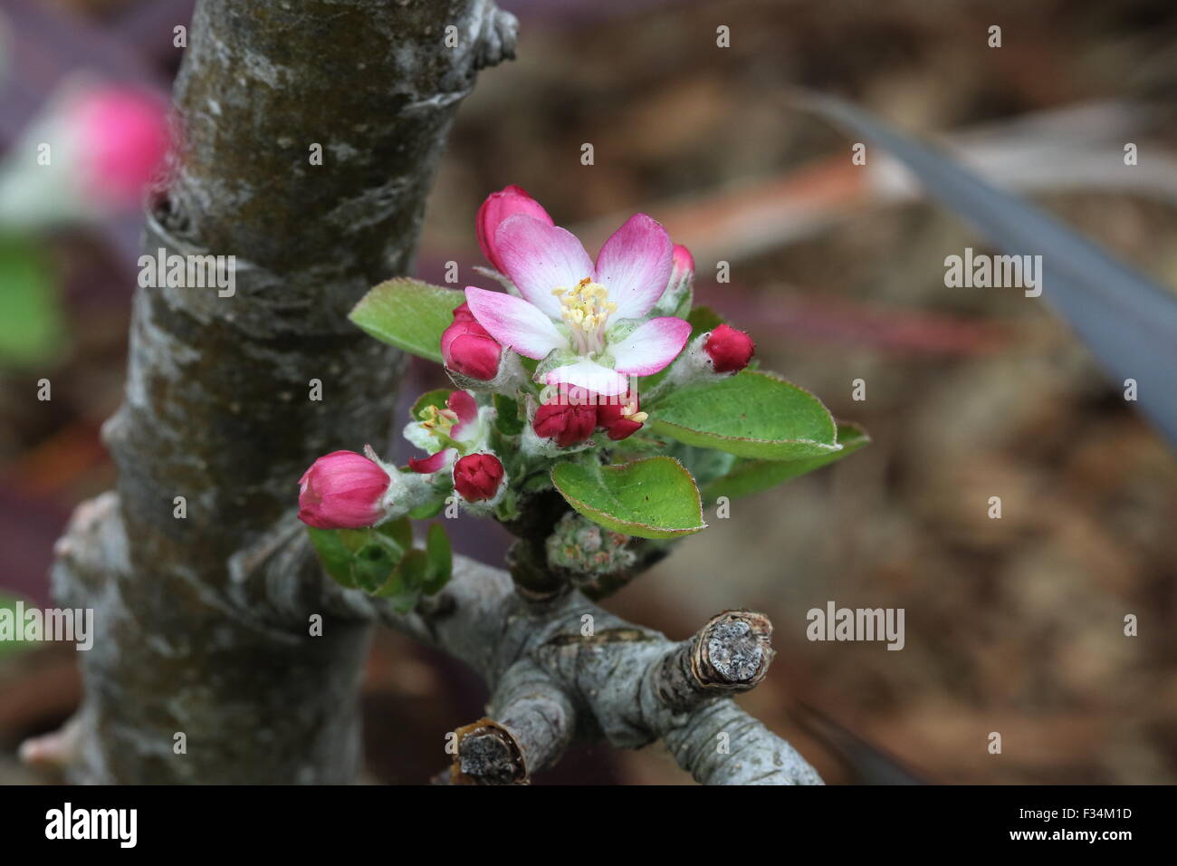 Les boutons de fleurs Apple Banque D'Images