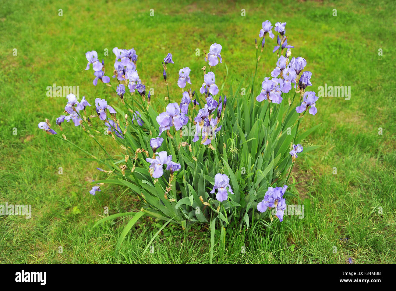 Bush iris sur pelouse verte. Banque D'Images