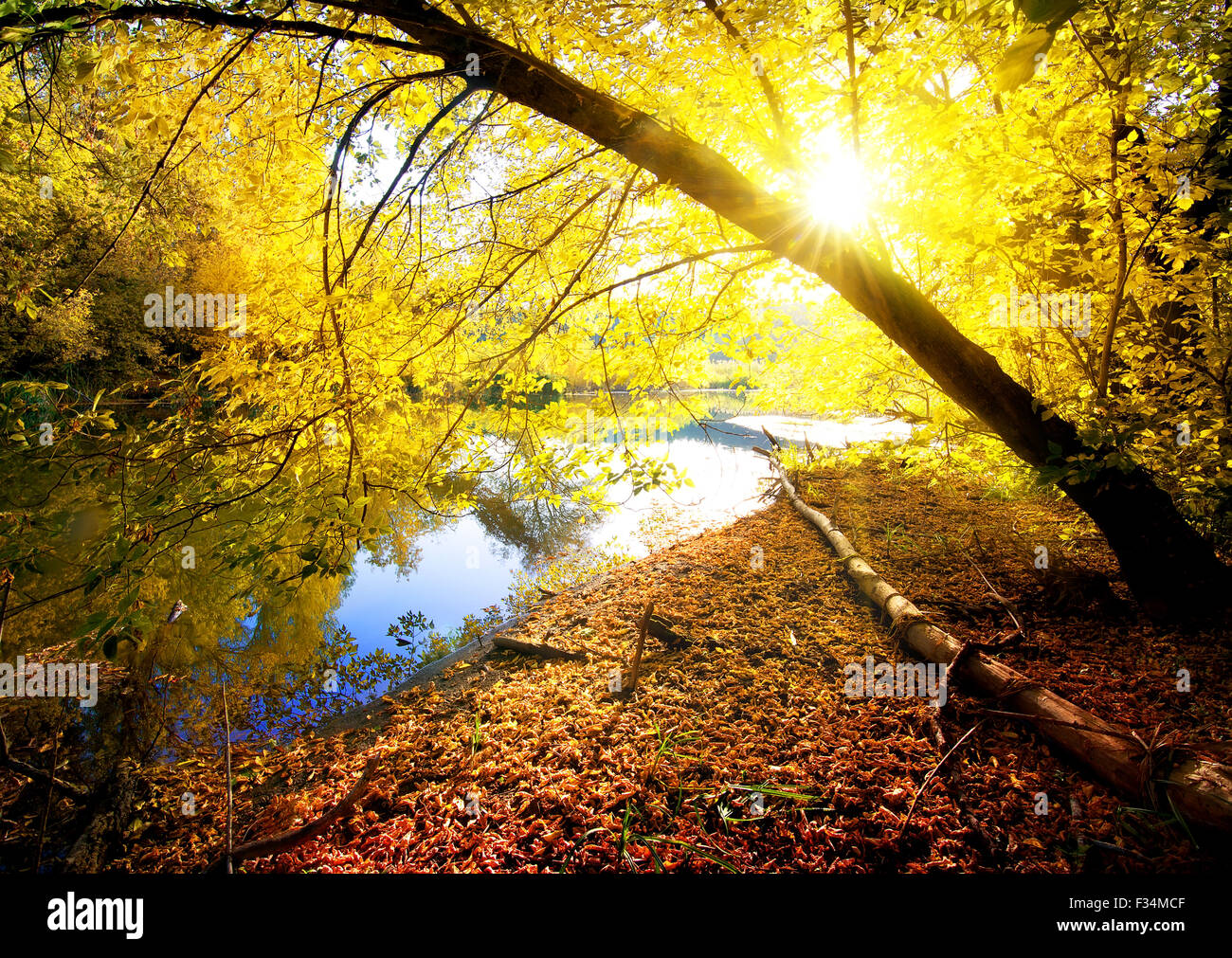 L'érable jaune en bois de l'automne près de la rivière Banque D'Images