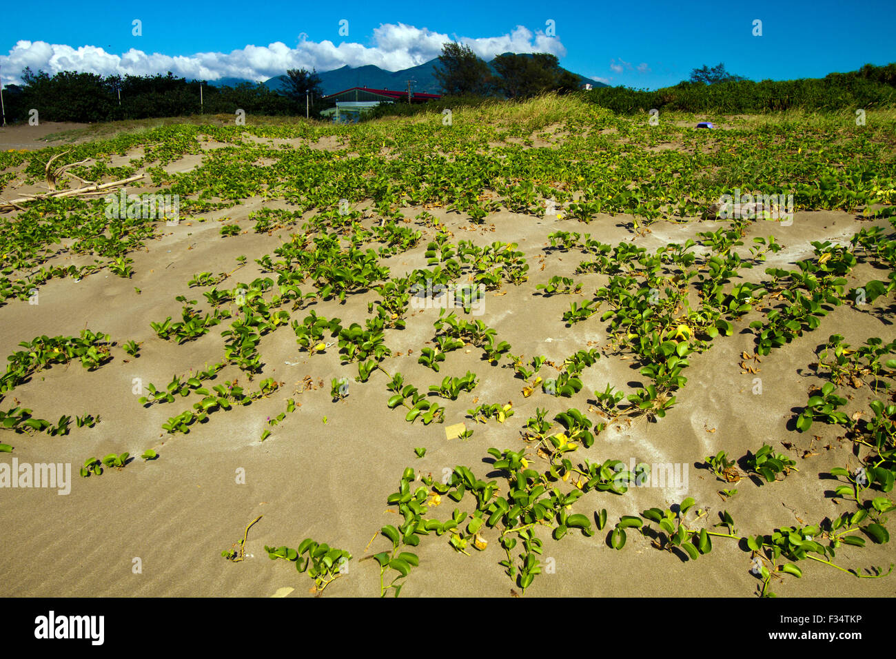 La végétation des dunes dans son environnement côtier Banque D'Images