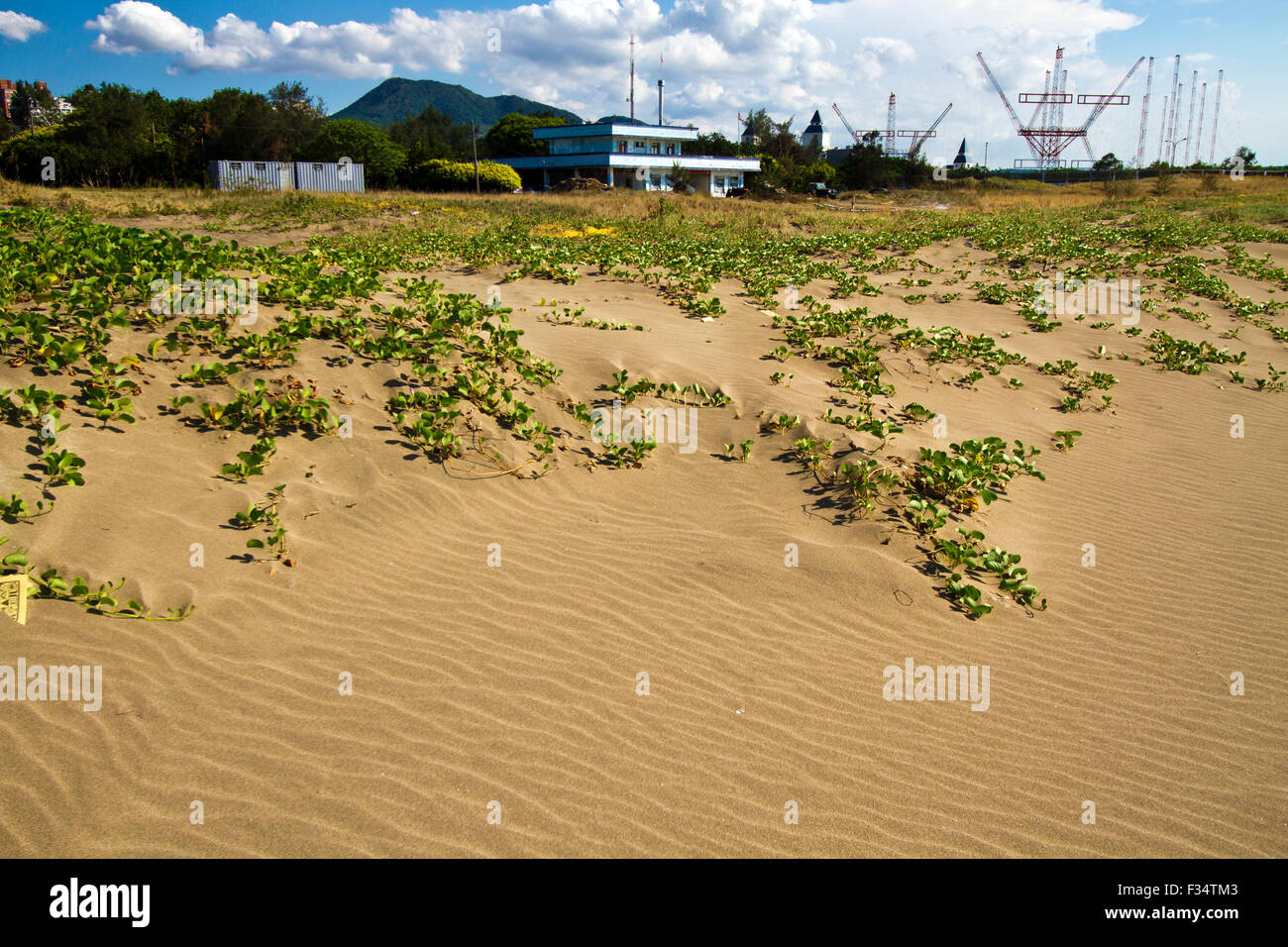 La végétation des dunes dans son environnement côtier Banque D'Images