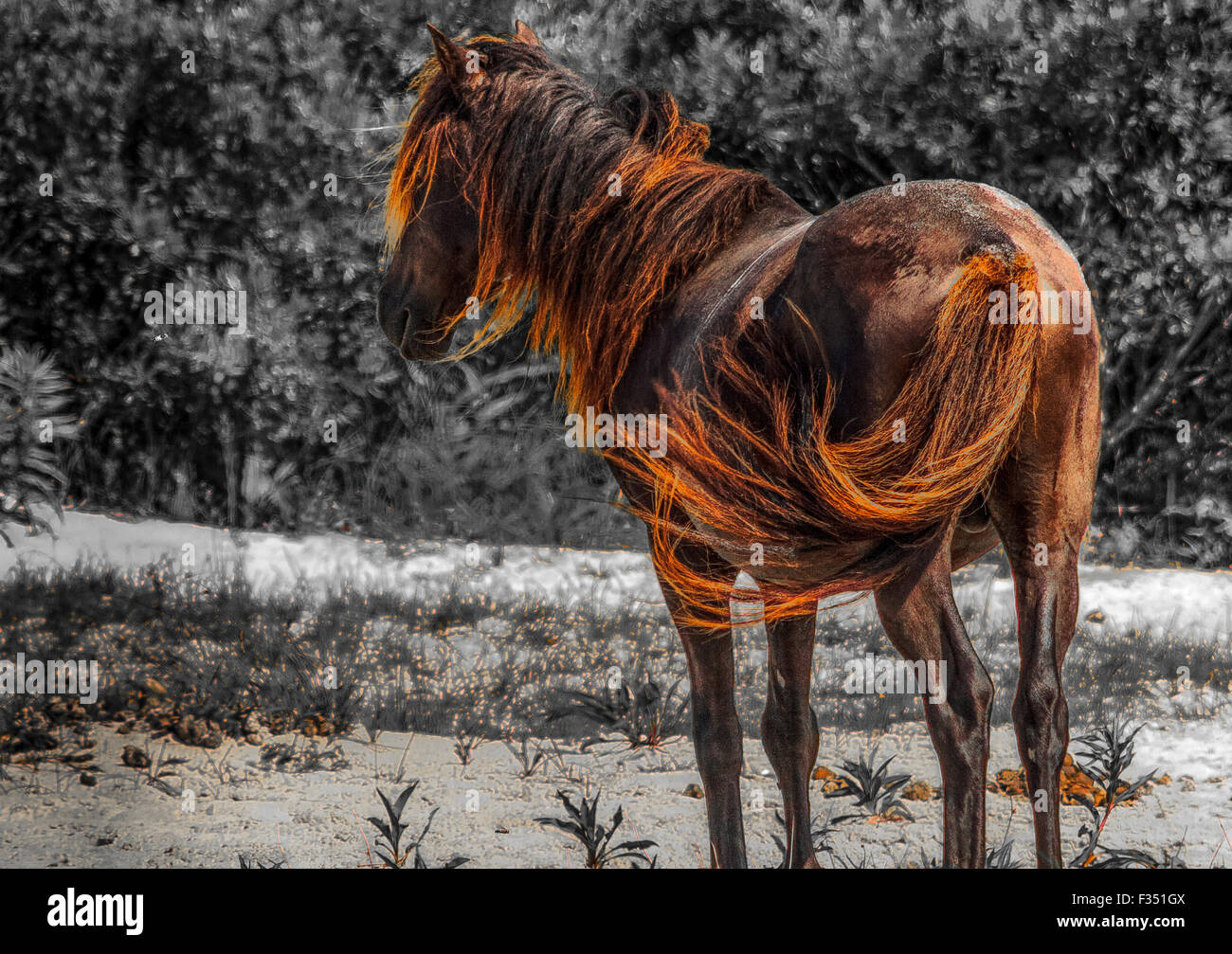 Wild pony Assateague Island Banque D'Images