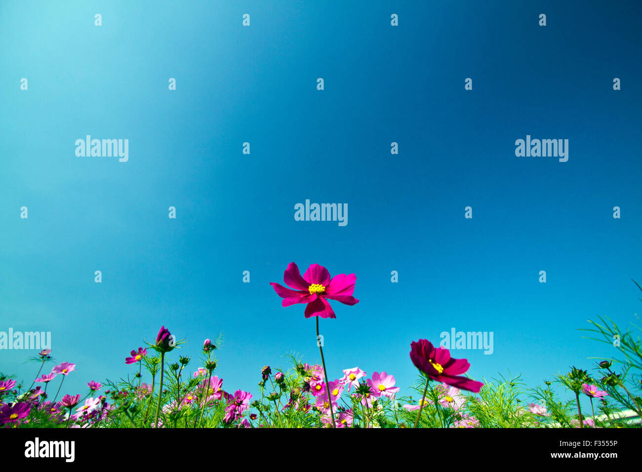 Beau Champ de fleurs bloom groupe Cosmos bipinnatus contre ciel bleu clair Banque D'Images