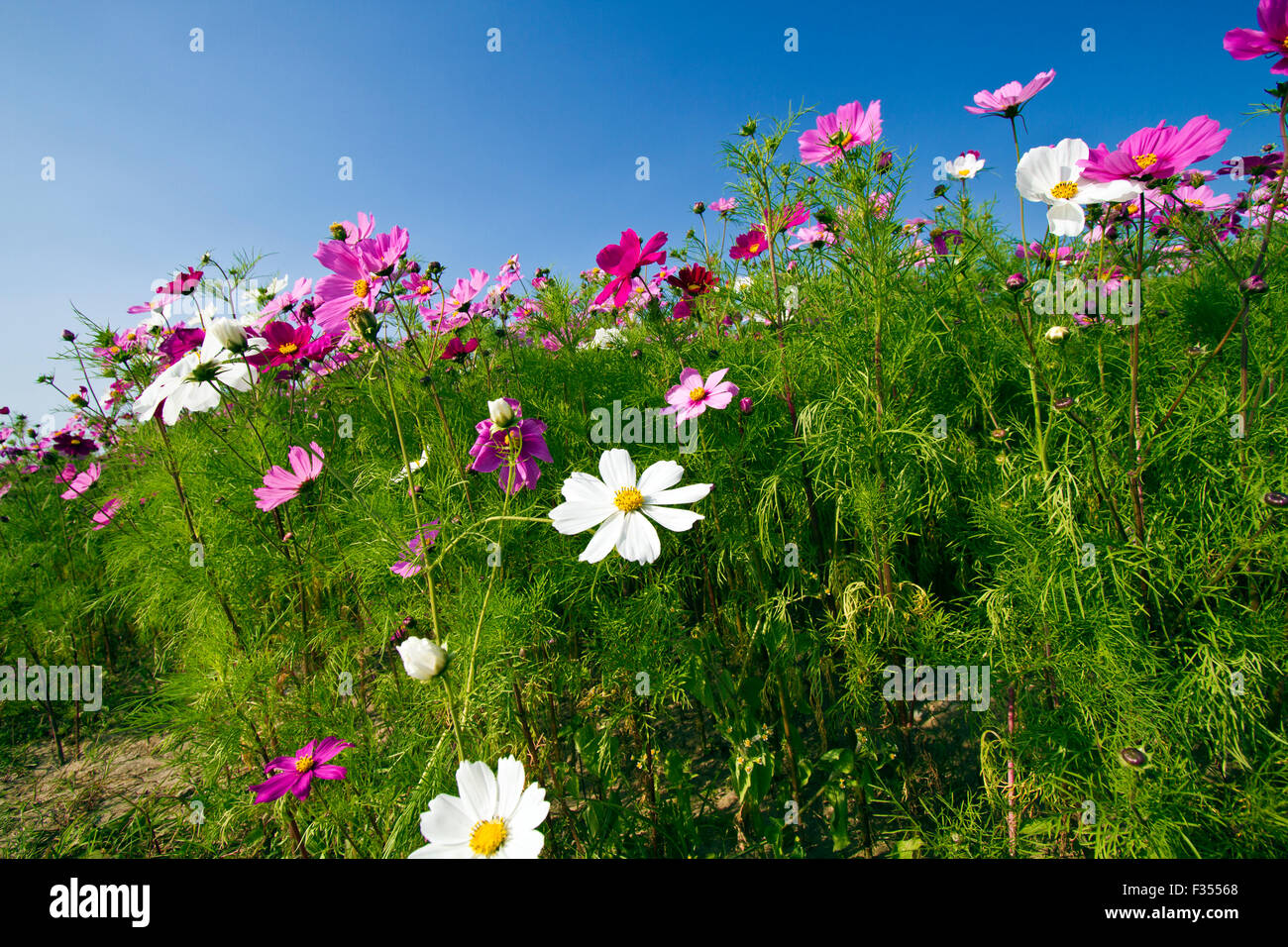 Beau Champ de fleurs bloom groupe Cosmos bipinnatus contre ciel bleu clair Banque D'Images