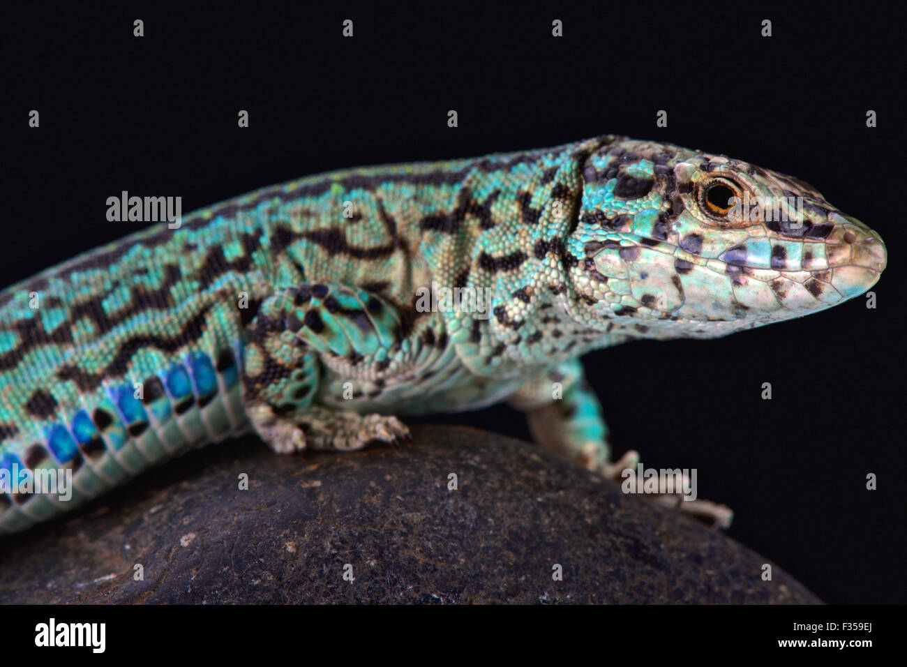 Ibiza lézard des murailles (Podarcis pityusensis formenterae) Banque D'Images